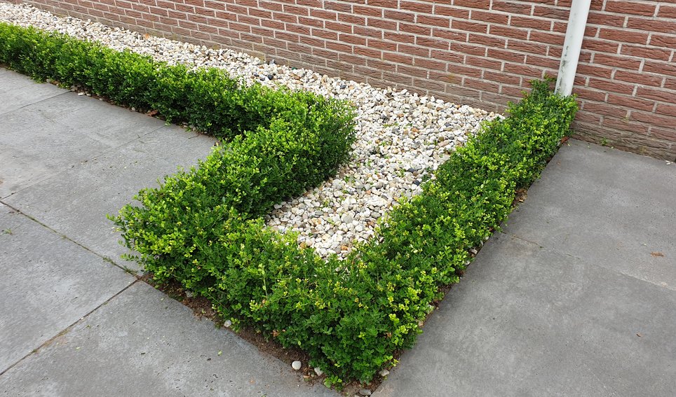 Ilex crenata discount green hedge