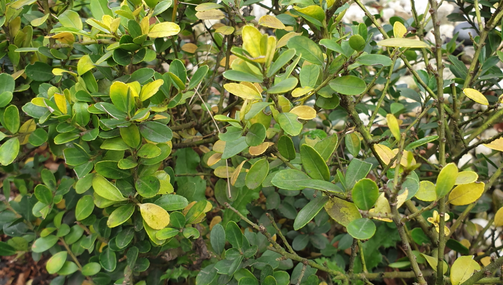 Ilex crenata wordt geel