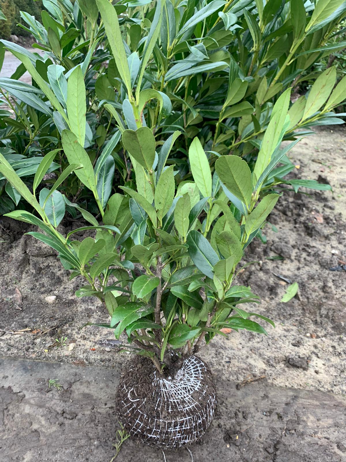 Laurierhaag / Prunus laurocerasus ‘Caucasica’ - 60 - 80 cm kluit/pot
