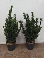 Euonymus japonicus Green Spire (Japanse Kardinaalsmuts) - Afbeelding 4