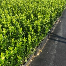 Japanse Kardinaalsmuts (Euonymus Japonicus Green Spire)