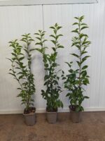 Portugese Laurier / Prunus Lusitanica Angustifolia - Afbeelding 3