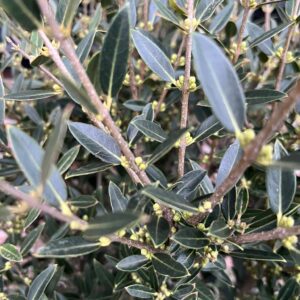 Phillyrea angustifolia (Steenlinde)