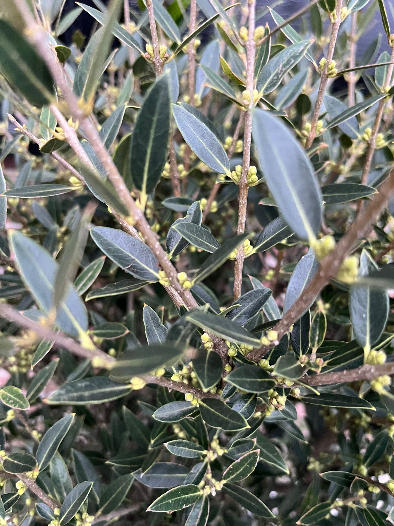 Phillyrea-angustifolia-steenlinde Phillyrea angustifolia (Steenlinde)