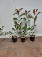 Glansmispel / Photinia Fraseri Red Robin - Afbeelding 2