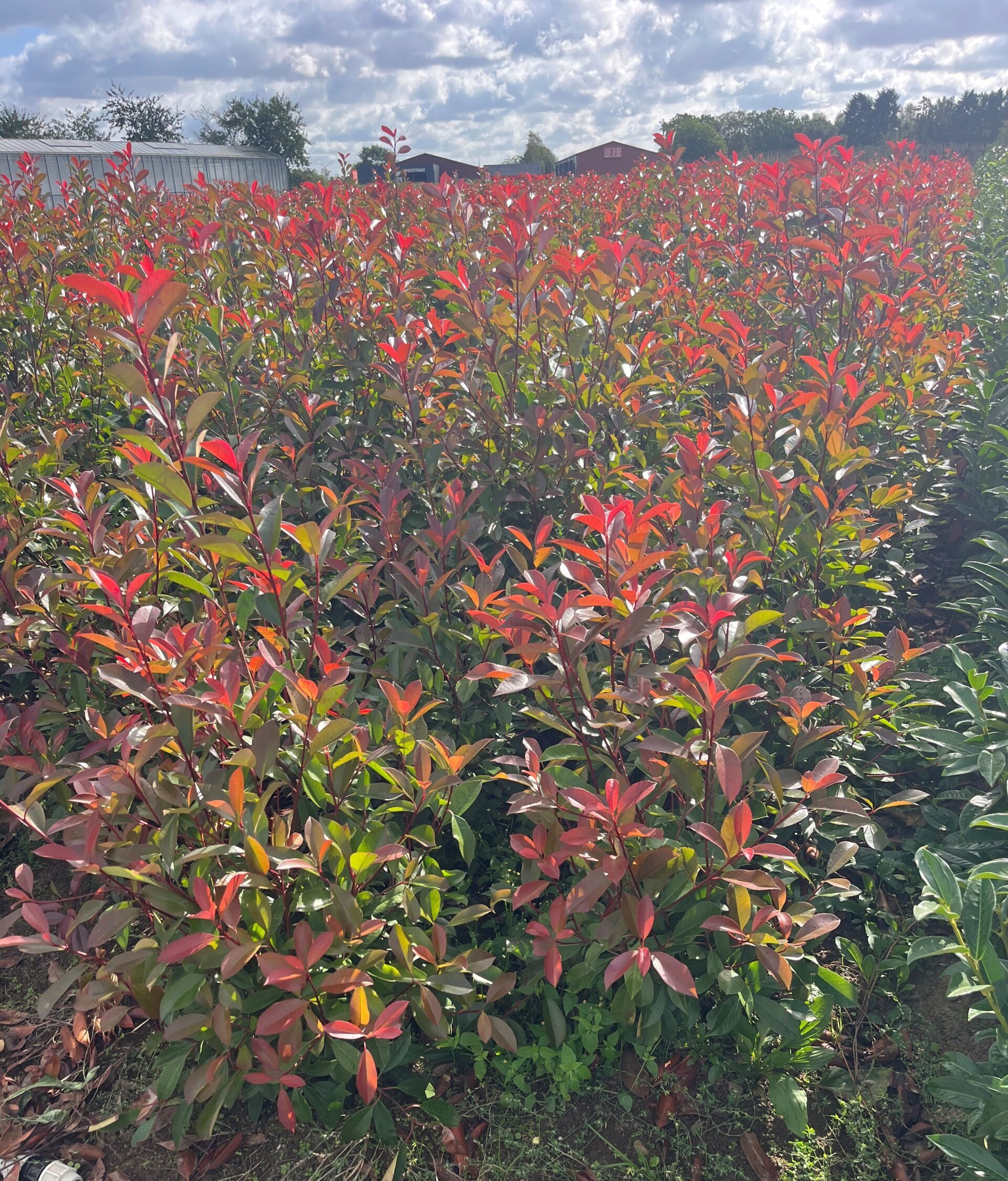 red robin Glansmispel / Photinia Fraseri Red Robin - Afbeelding 1