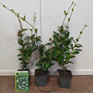 Toscaanse Jasmijn / Trachelospermum jasminoides ‘Star of Toscane’