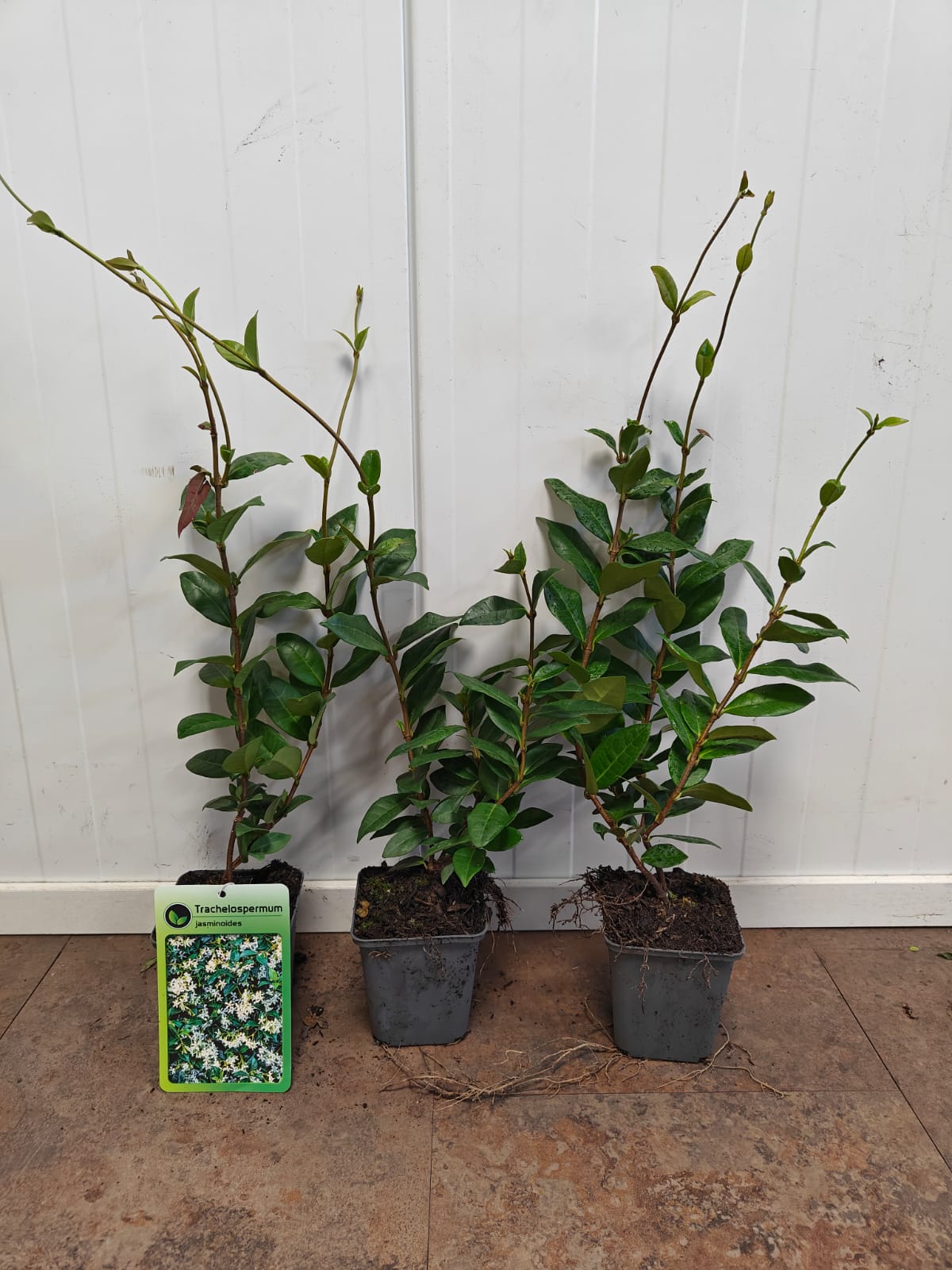 Toscaanse-Jasmijn-Trachelospermum-Jasminoides-Star-of-Toscane Toscaanse Jasmijn / Trachelospermum jasminoides ‘Star of Toscane’